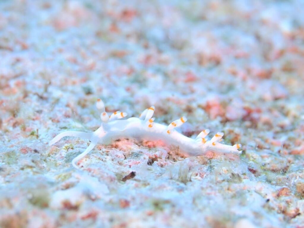 サキシマミノウミウシ